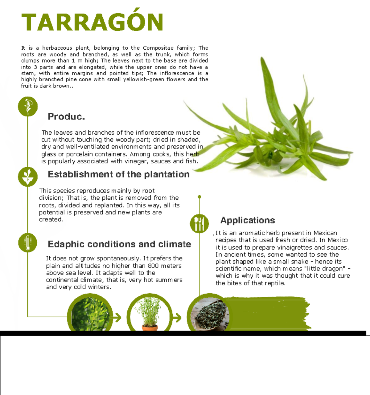 Tarragon TARRAGÓN It is a herbaceous plant, belonging to the