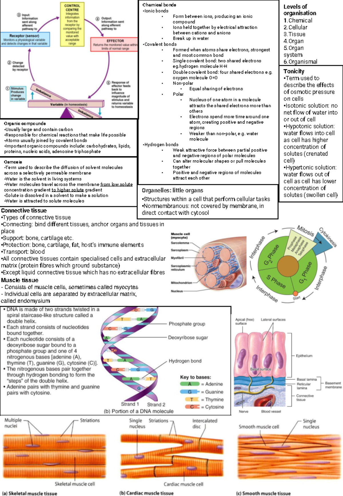 HUBS1401 exam 1 cheatsheet - Chemical bonds • Ionic bonds • Form ...