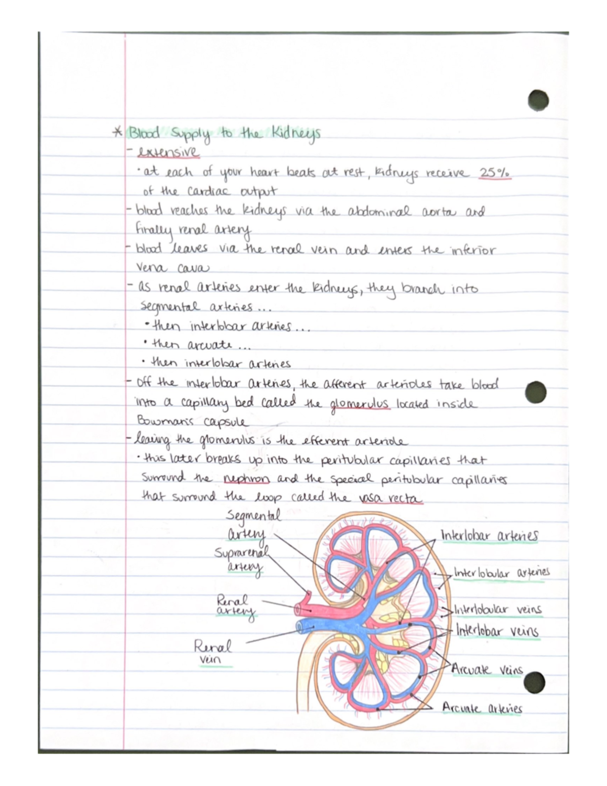Blood Supply (Kidneys) BIO202 Studocu