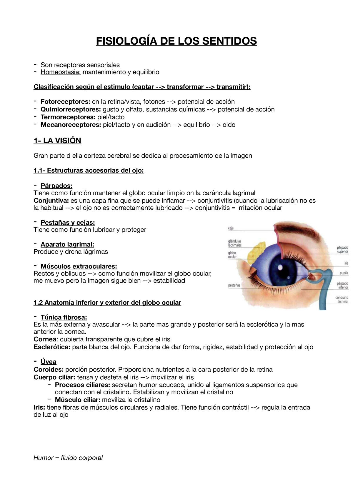 TEMA 5- Fisiología De Los Sentidos - FISIOLOGÍA DE LOS SENTIDOS - Son ...