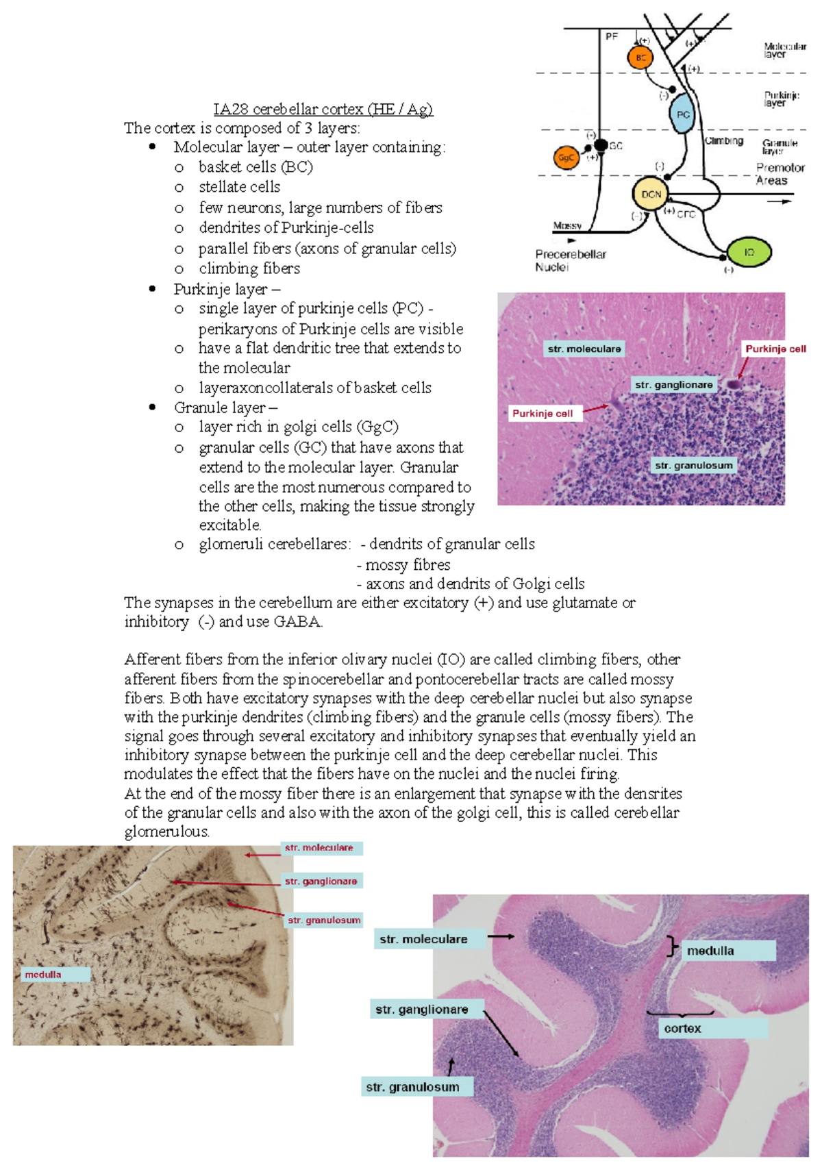 IA28 cerebellar cortex - Granular cells are the most numerous compared ...