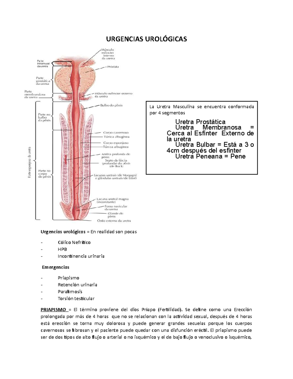 erección con fístula secreción uretral erección con fístula secreción uretral