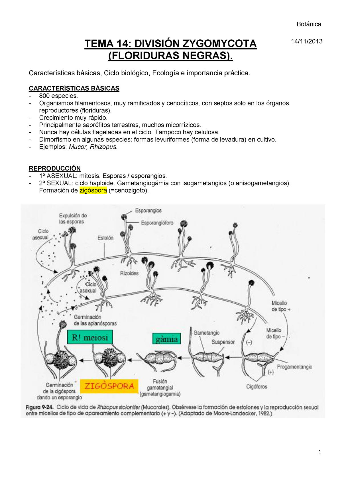 Tema 14. Zigomicotes - Botánica Tema 14: DivisiÓn Zygomycota 