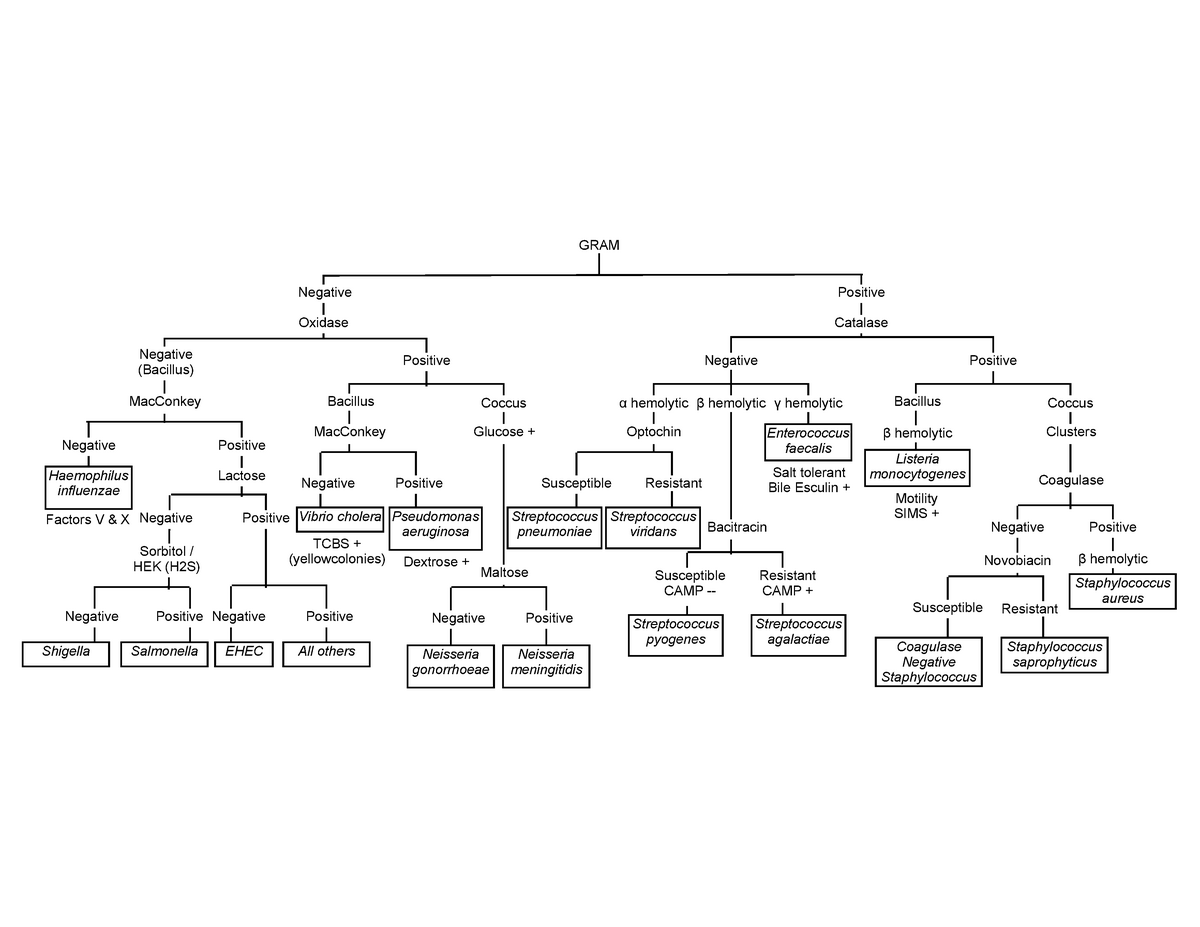 Staph Flow Chart