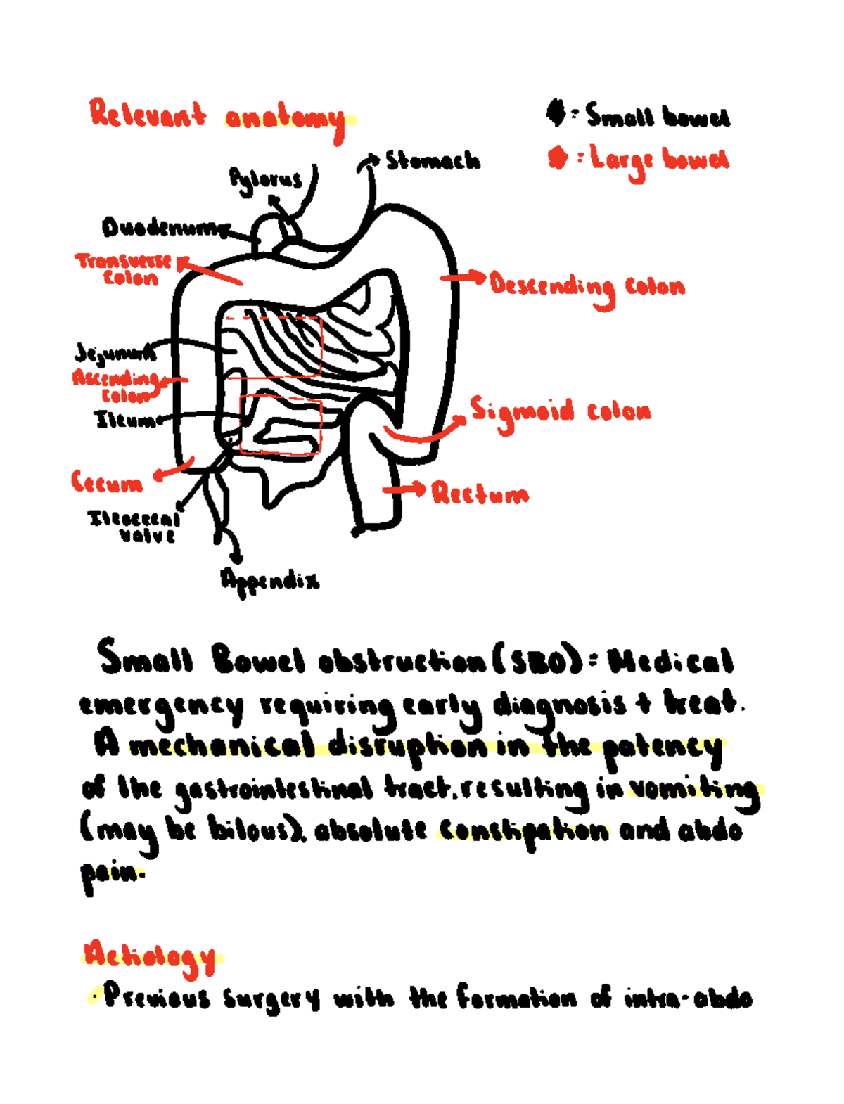 small-bowel-obstruction-relevant-anatomy-9-small-bowel-3-large-bowel