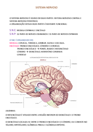 Núcleos da base - Anotações de aula de fisiologia, estudando as ...