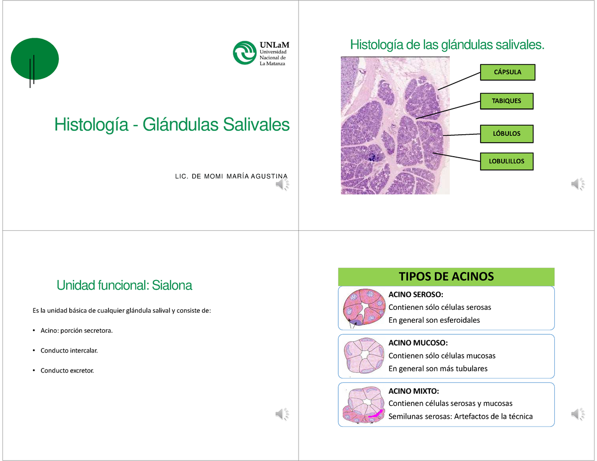 Histología De Las Glándulas Salivales - Histología - Glándulas ...