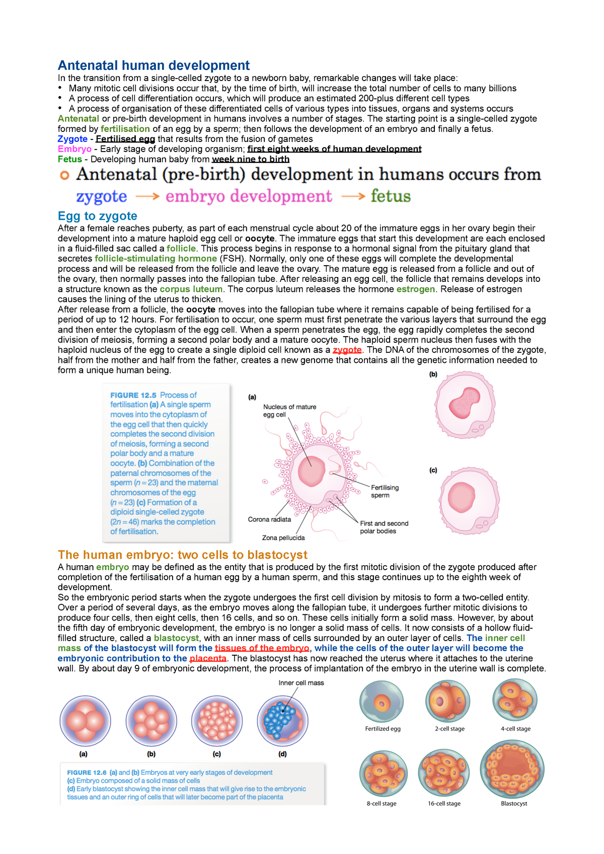 Vce Biology Unit 2 Cell Growth And Cell Differentiation Antenatal Human Development In The