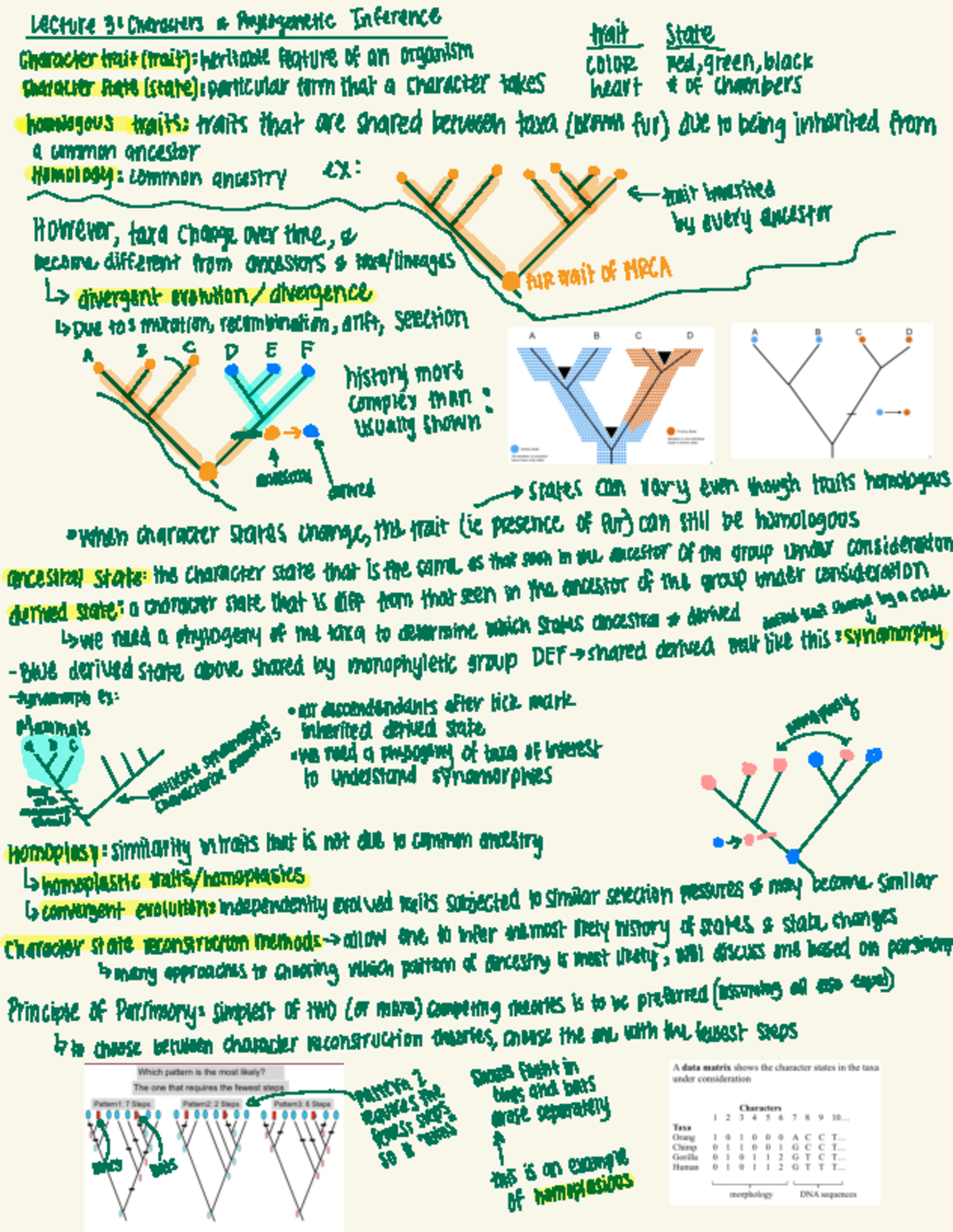 BIS 2C Notes - Lecture 3 : Characters & Phylogenetic Inference ...