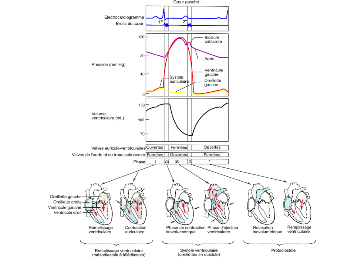 courbe-pv-coeur-appareil-cardio-vascu-souffle-cardiaque-physio-cardio