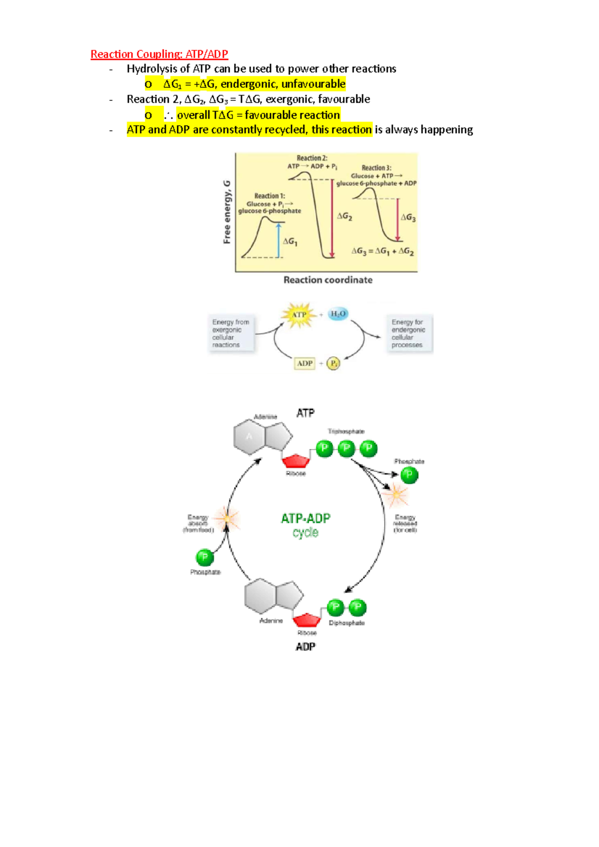 Lecture 3+4 Reaction Coupling ATP/ADP Hydrolysis of ATP can be used to power other