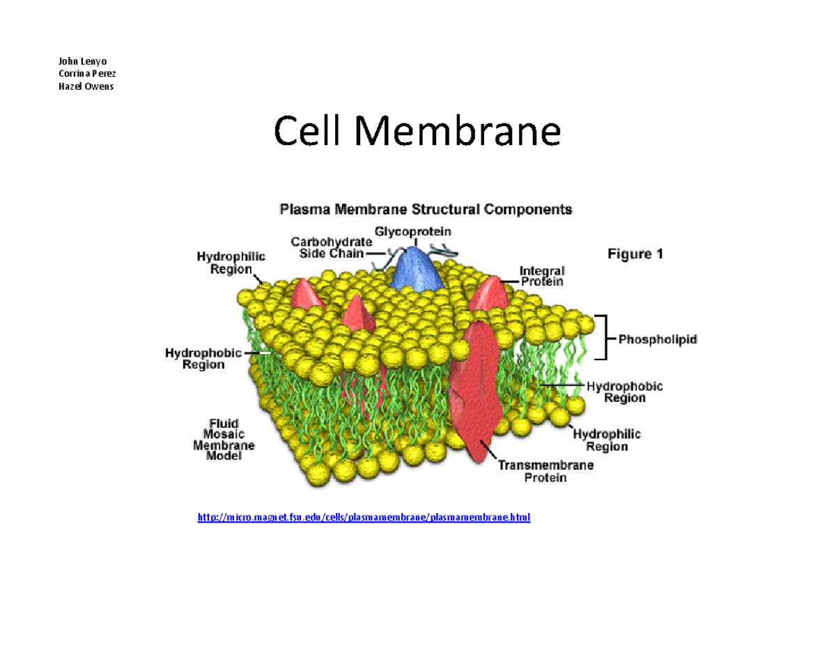 Cell membrane - Cell Membrane micro.magnet.fsu/cells/plasmamembrane ...