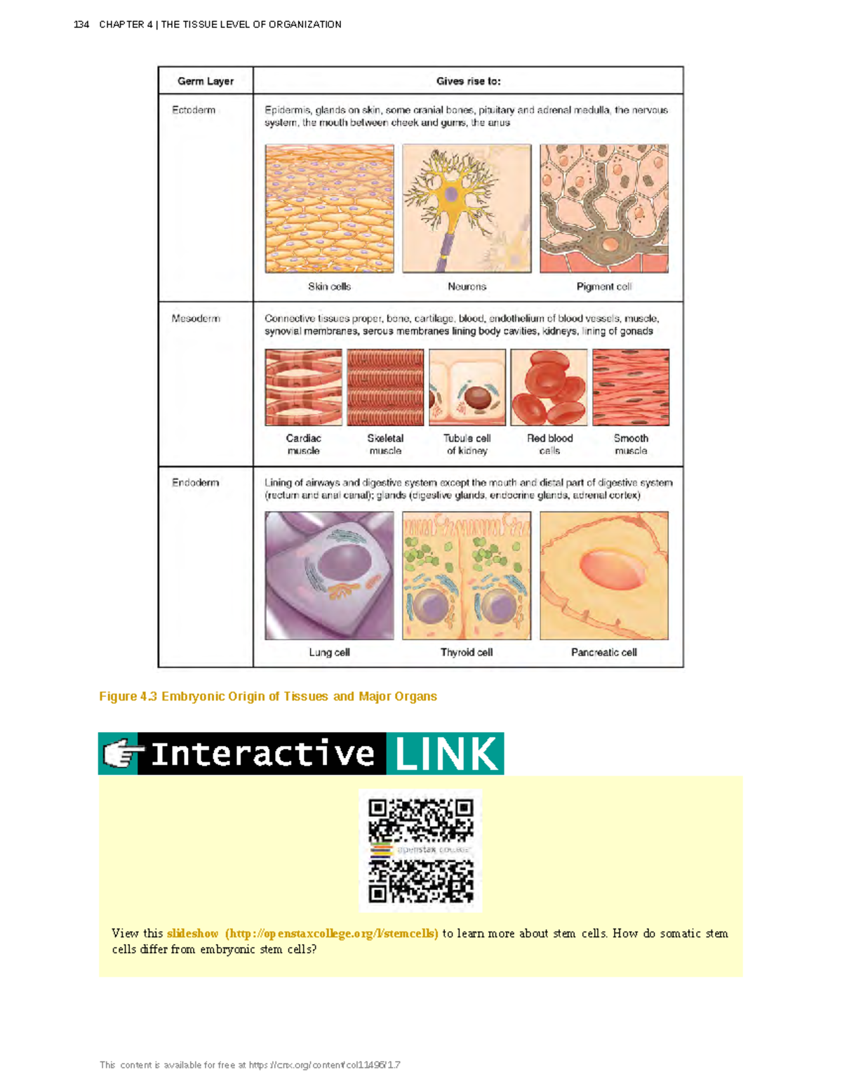 Anatomy-physiology-48 - Figure 4 Embryonic Origin of Tissues and Major ...