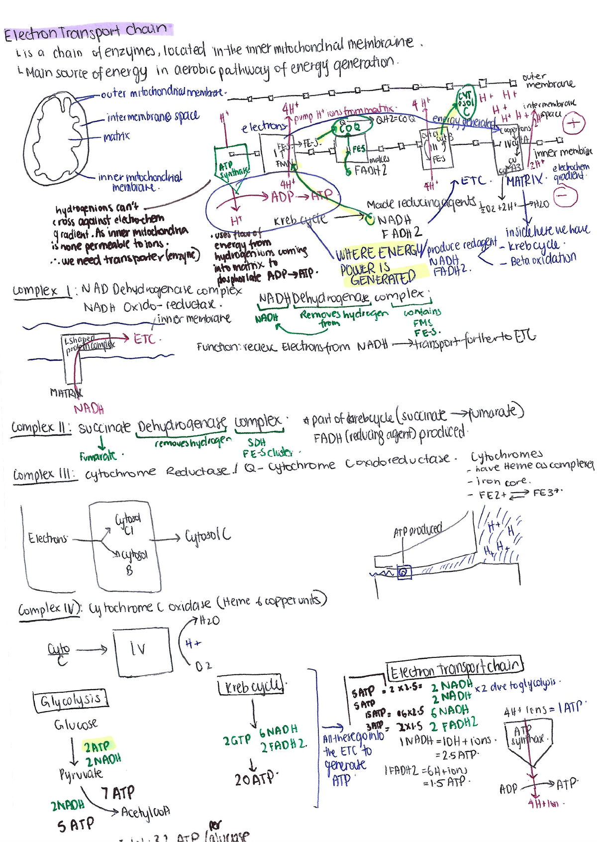 3- Electron Transport Chain summary - BCMB2001 - Studocu