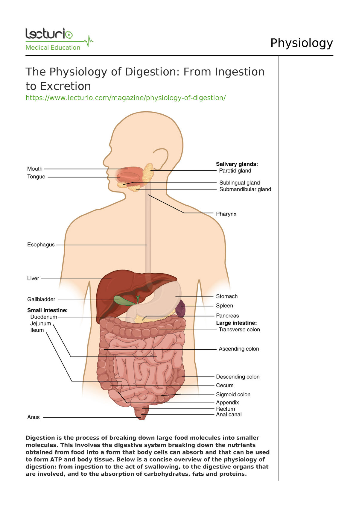 topic-review-the-physiology-of-digestion-from-ingestion-to-excretion