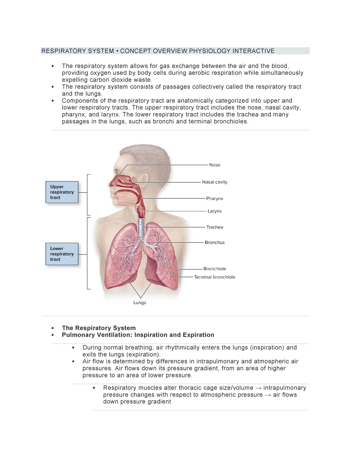 Respiratory System 1 - Respiratory System • Concept Overview Physiology 