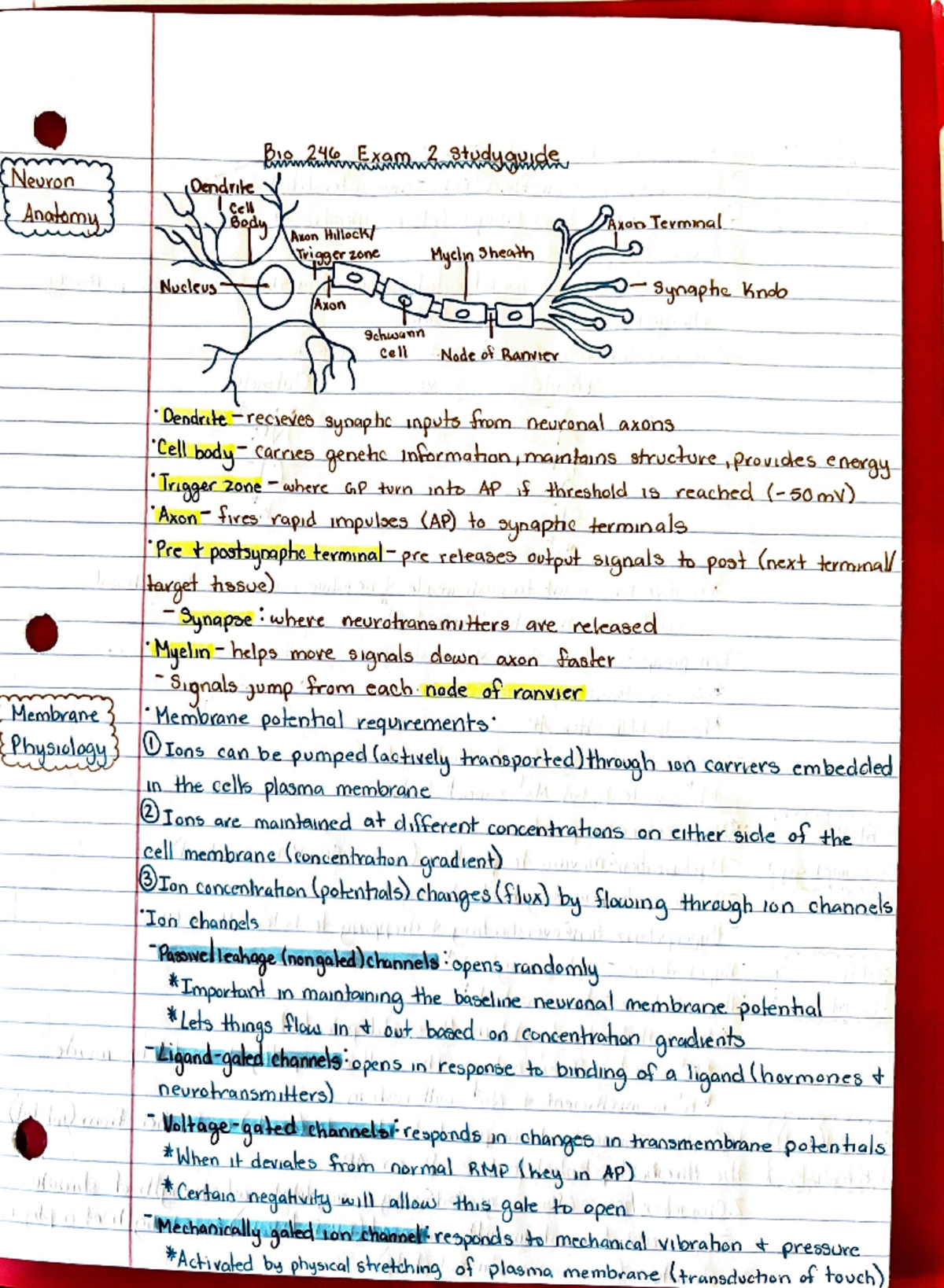 Review 2 James haugen BIO 246 Studocu