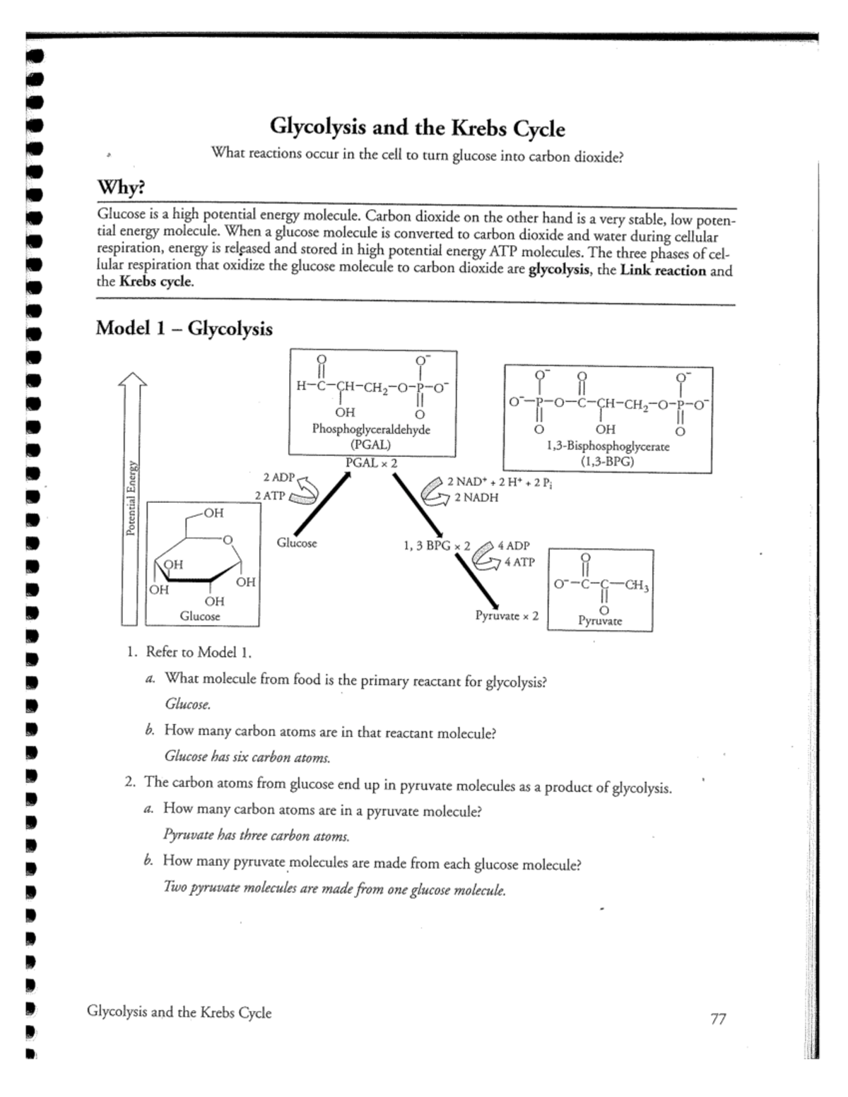 Glycolysis And The Krebs Cycle Free Worksheets Samples Cycleworksheet