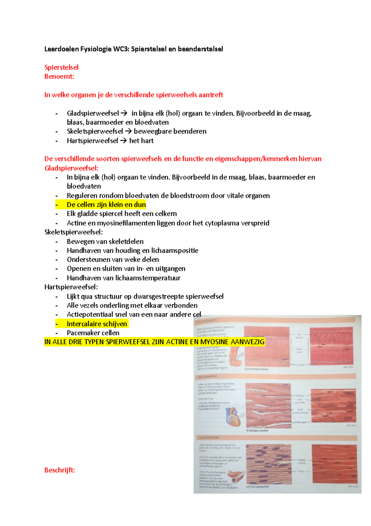 Fysiologie (Actine En Myosine) - Leerdoelen Fysiologie WC3 ...