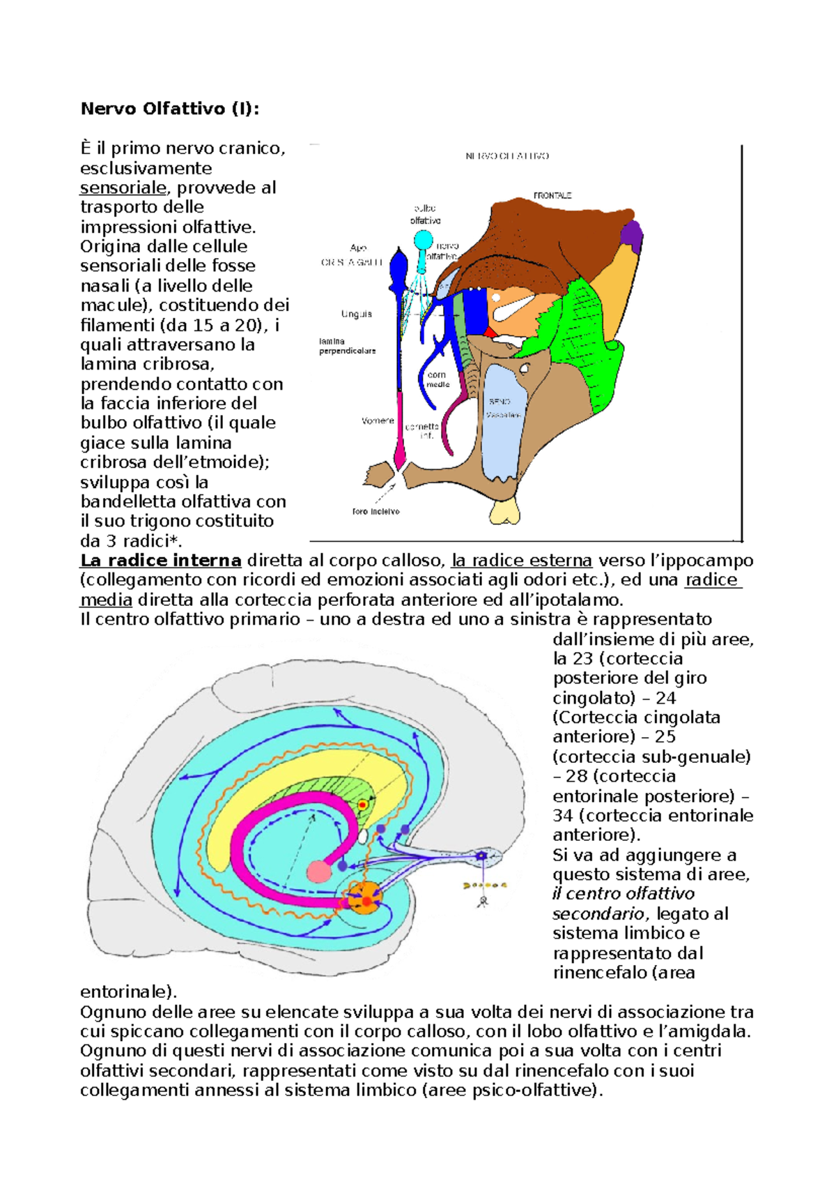 nervi cranici del tratto corticobulbare