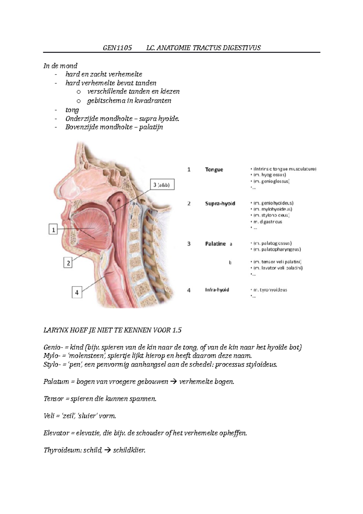 GEN1105LC.anatomietractusdigestivus - GEN1105 LC. ANATOMIE TRACTUS ...