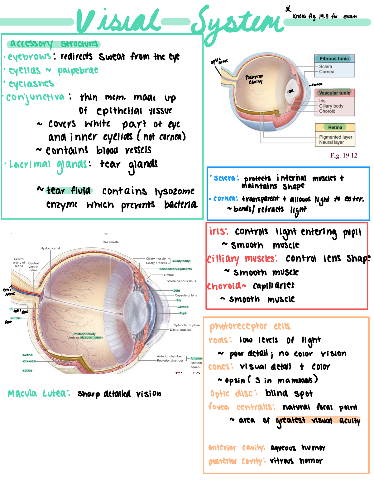 Vision Study Guide Exam 2 - Biology211 - Uw Oshkosh - Studocu