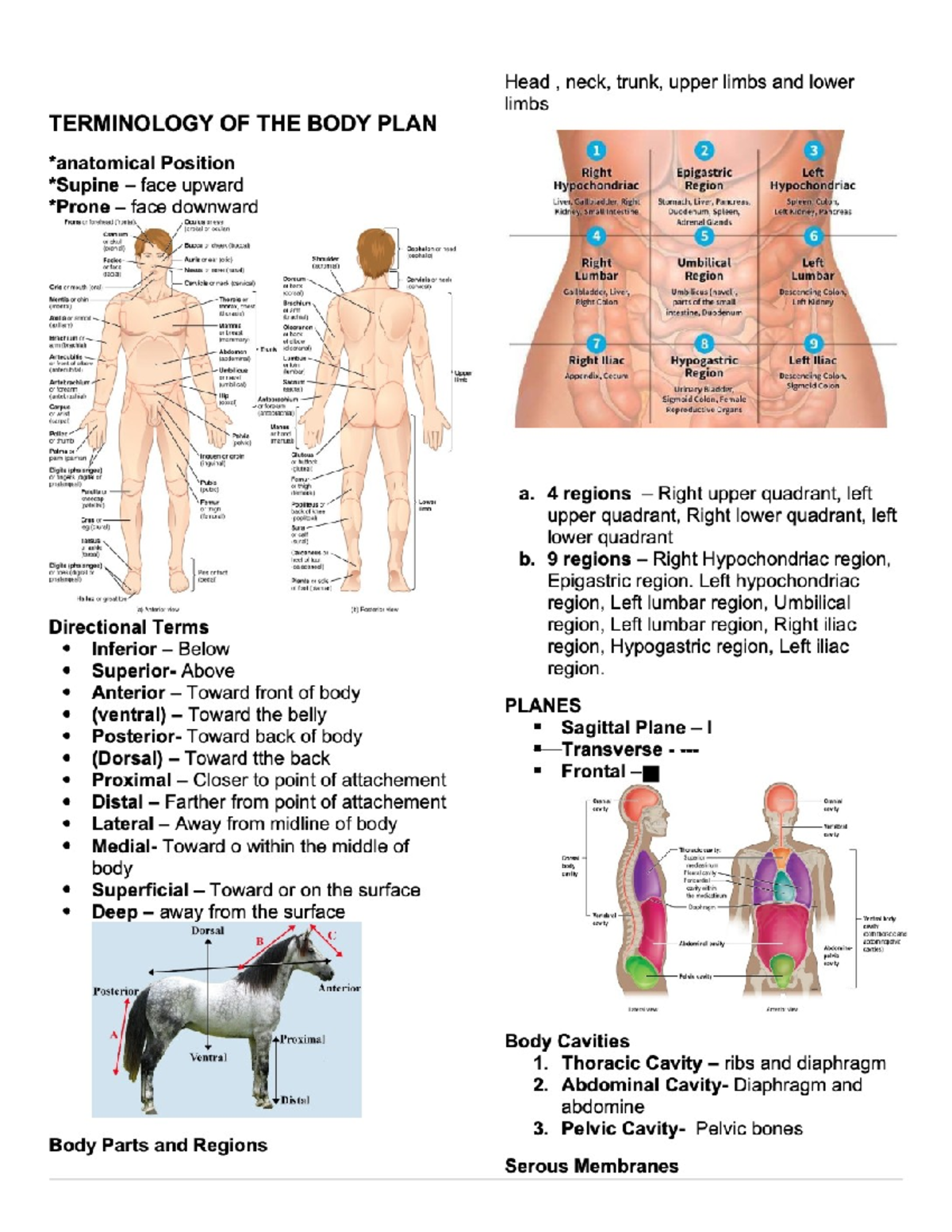 Anaphy - Good luck - Head , neck, trunk, upper limbs and lower limbs ...