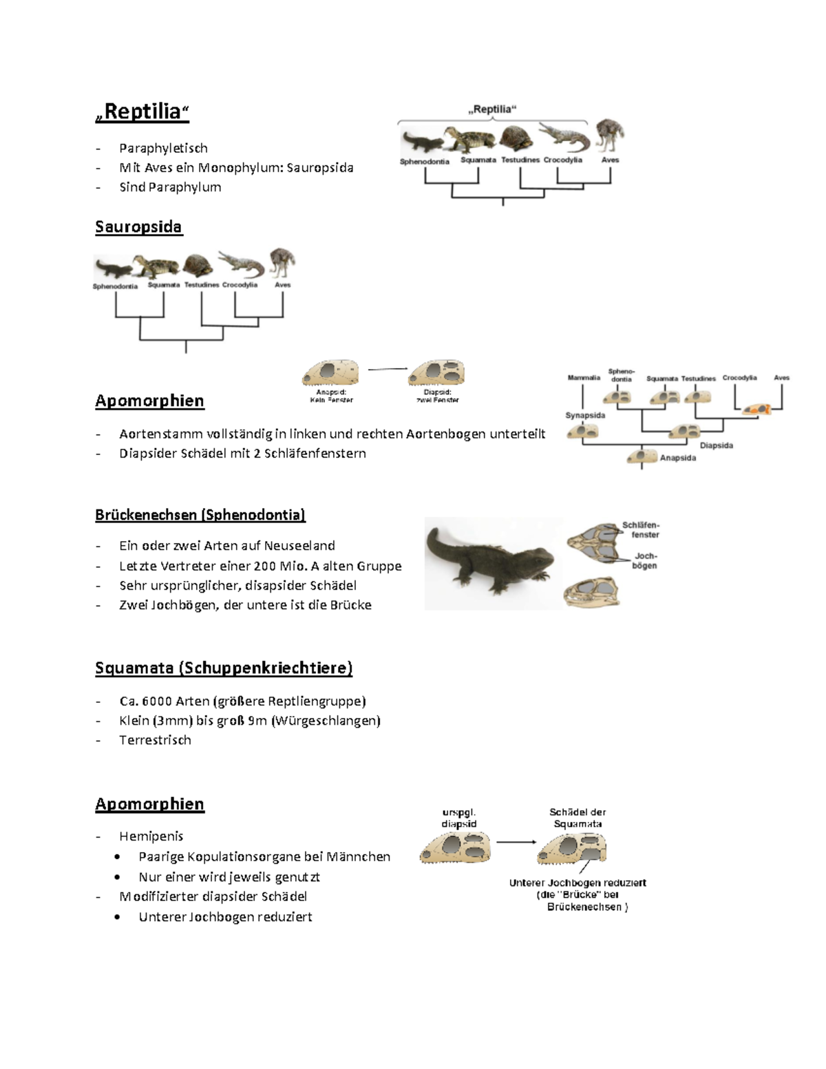 37 Reptilia - Grundlagen der Biologie 1 - Aves ein Monophylum: in ...