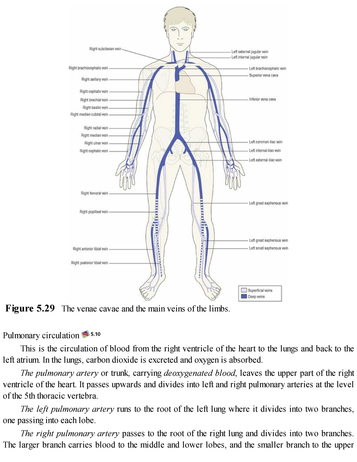 human-anatomy-and-physiology-39-figure-5-the-venae-cavae-and-the-main