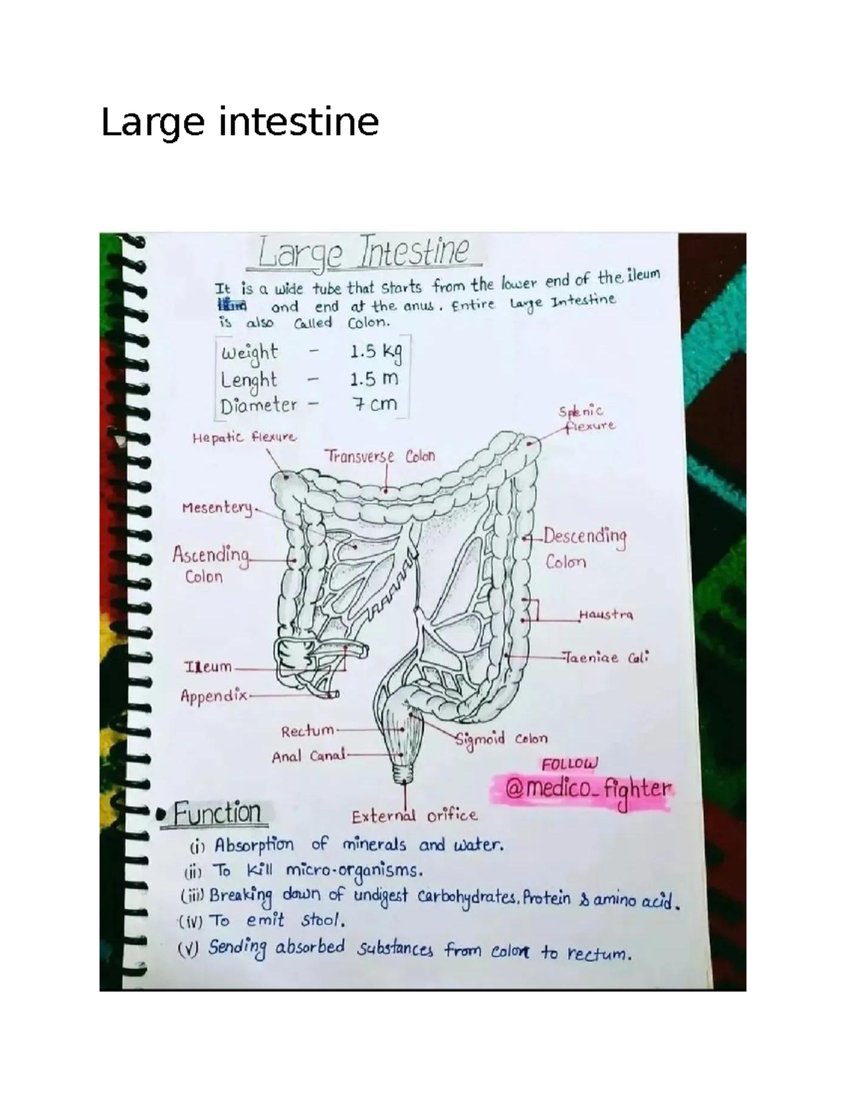 Large intestine Short notes Nursing Large intestine Studocu