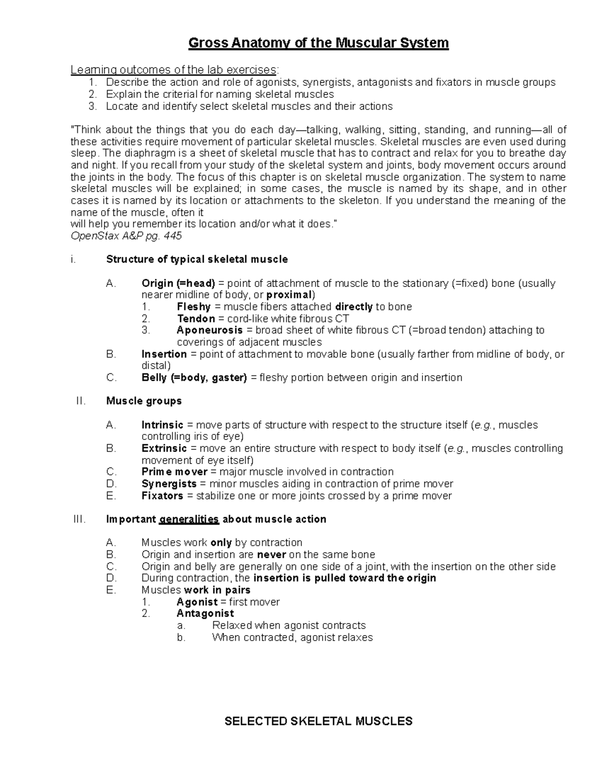 Local media 3094279620630769834 - Gross Anatomy of the Muscular System ...