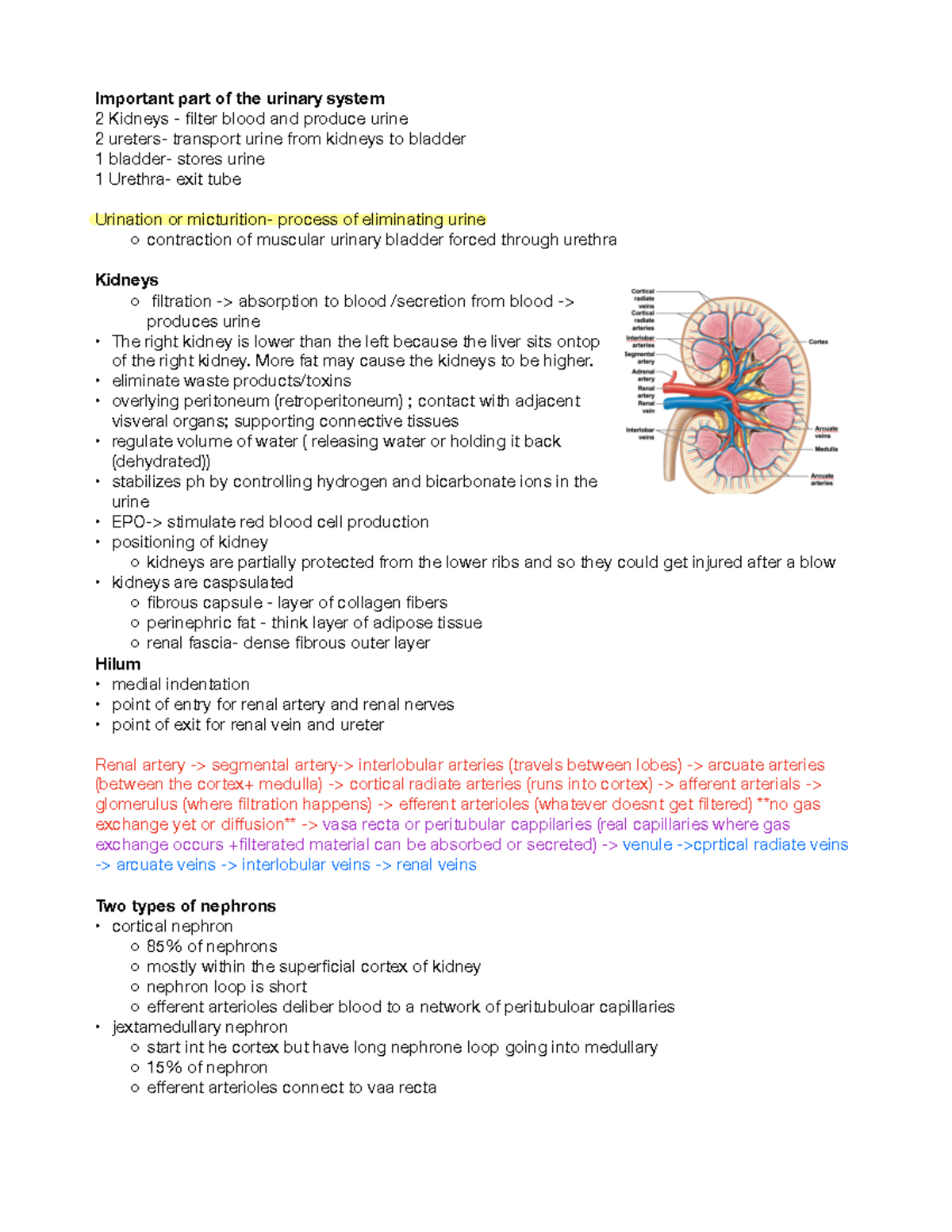 THE Urinary System - Important part of the urinary system 2 Kidneys ...