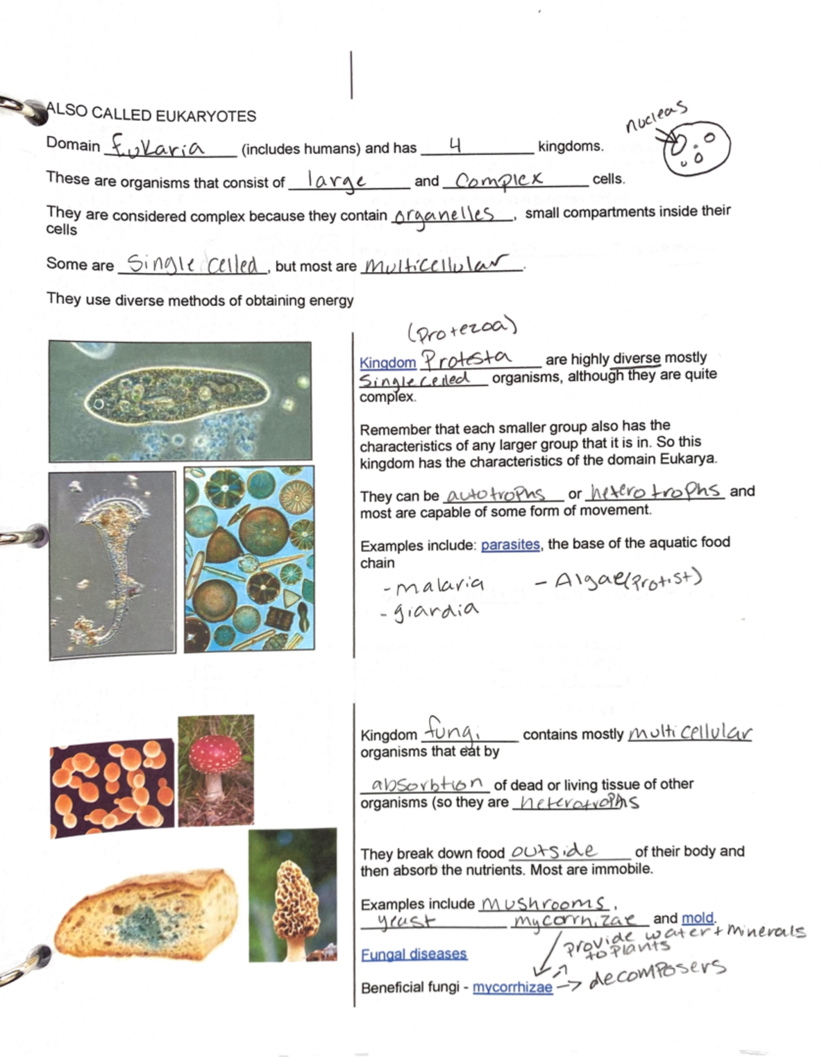 Biology C 1 P2 - Mark Nolan - BI101 - Studocu