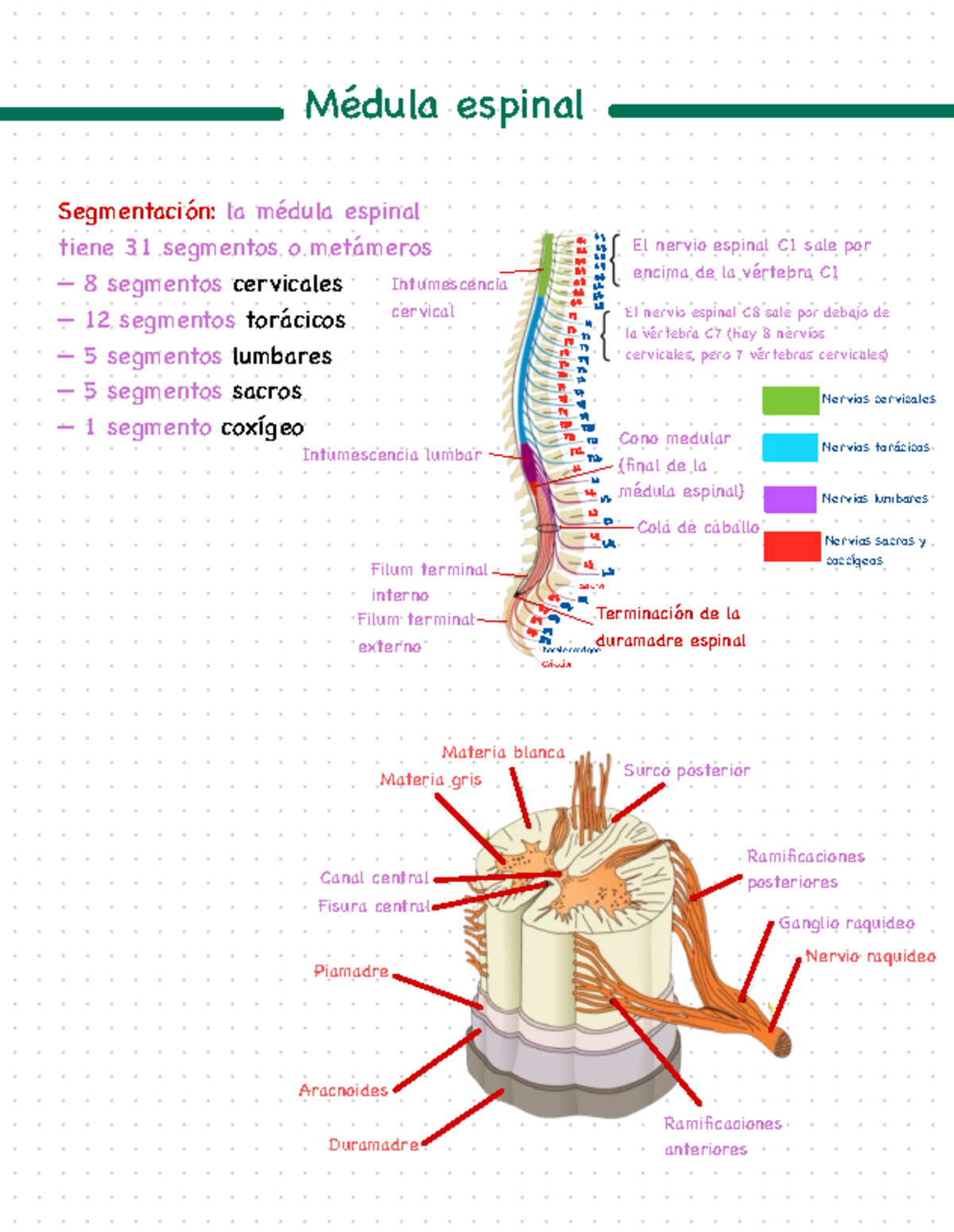 Resumen Neuroanatomía - Segmentación: la médula espinal tiene 31 ...