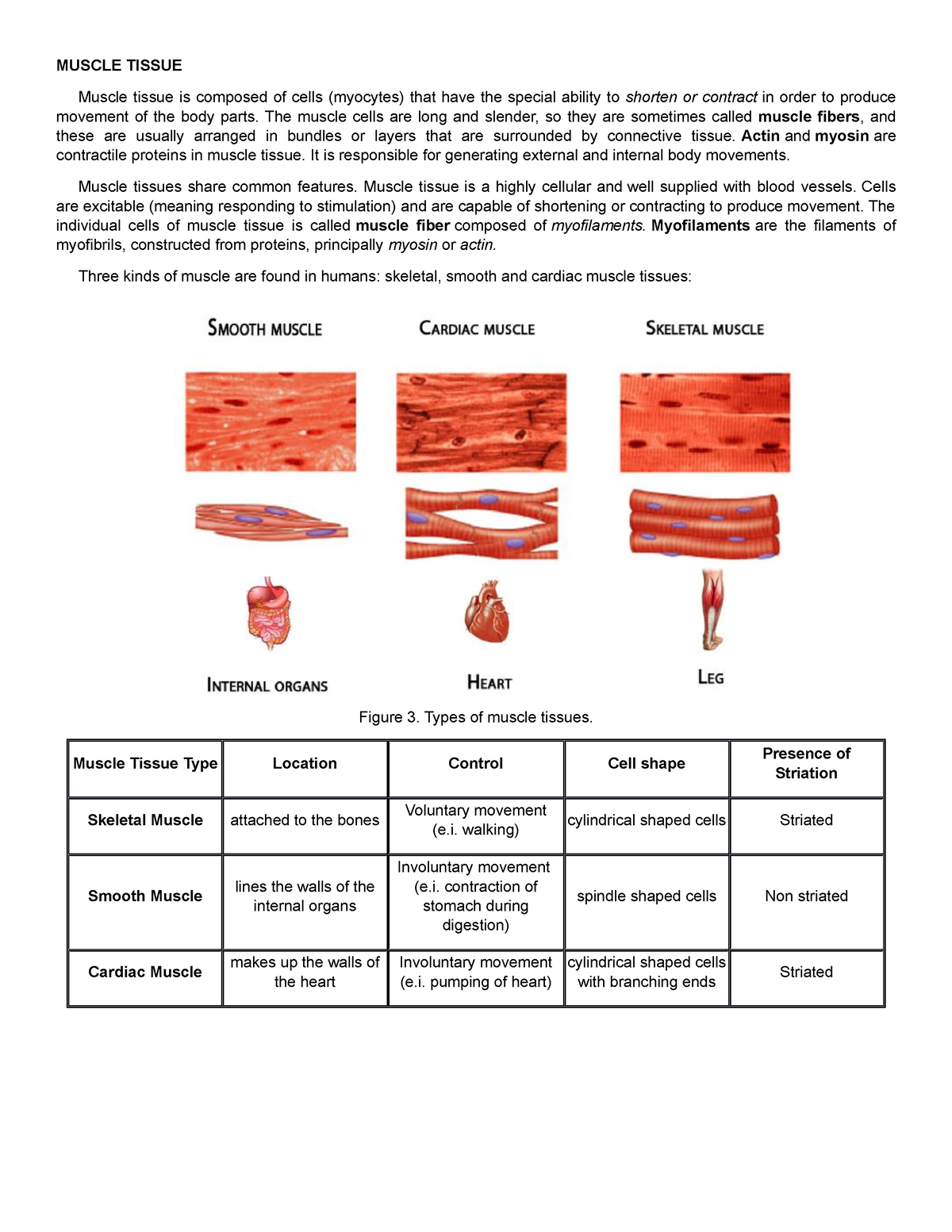 M2T3BC - Lecture notes on the different types of muscle tissues ...