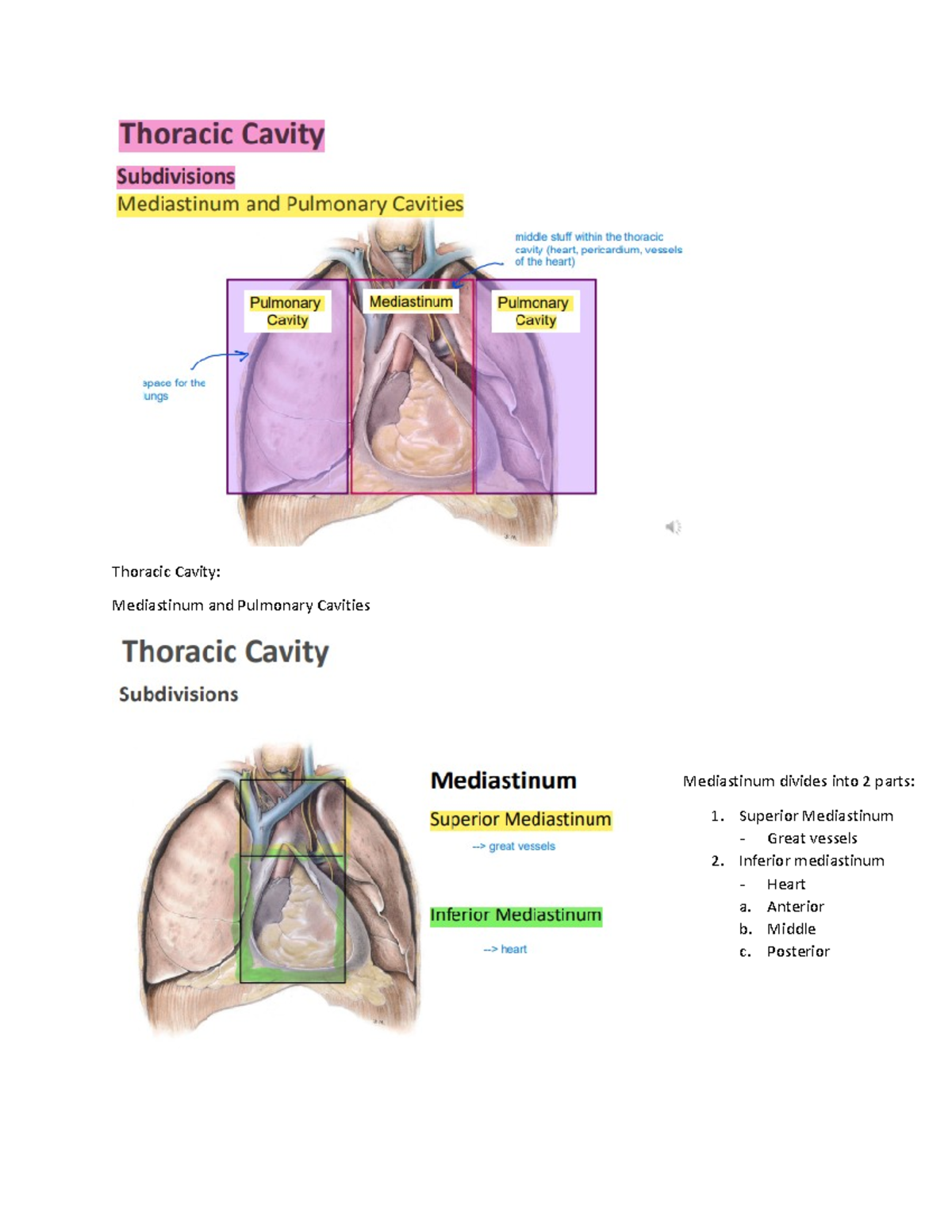 In Lab Quiz Notes - Thorax - Thoracic Cavity: Mediastinum and Pulmonary ...