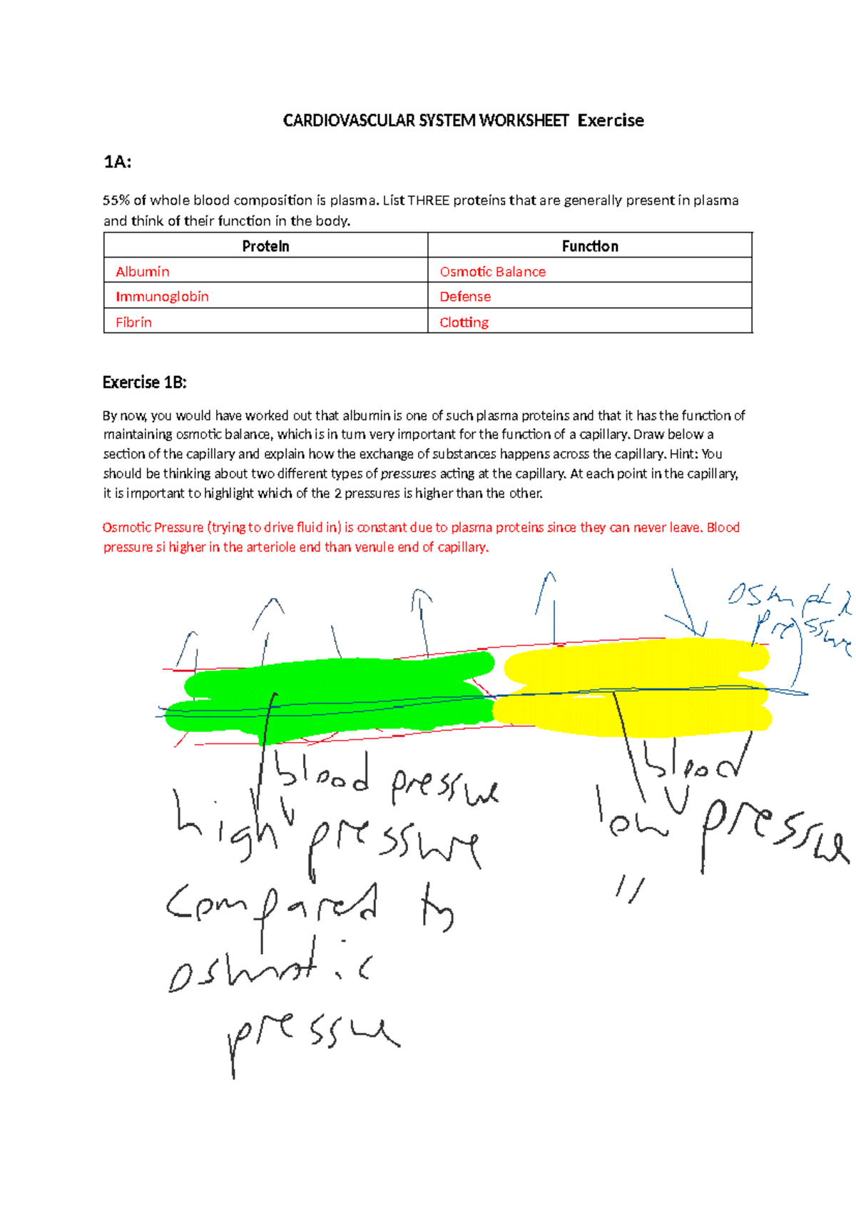 Cardiovascular System Worksheet - CARDIOVASCULAR SYSTEM WORKSHEET ...