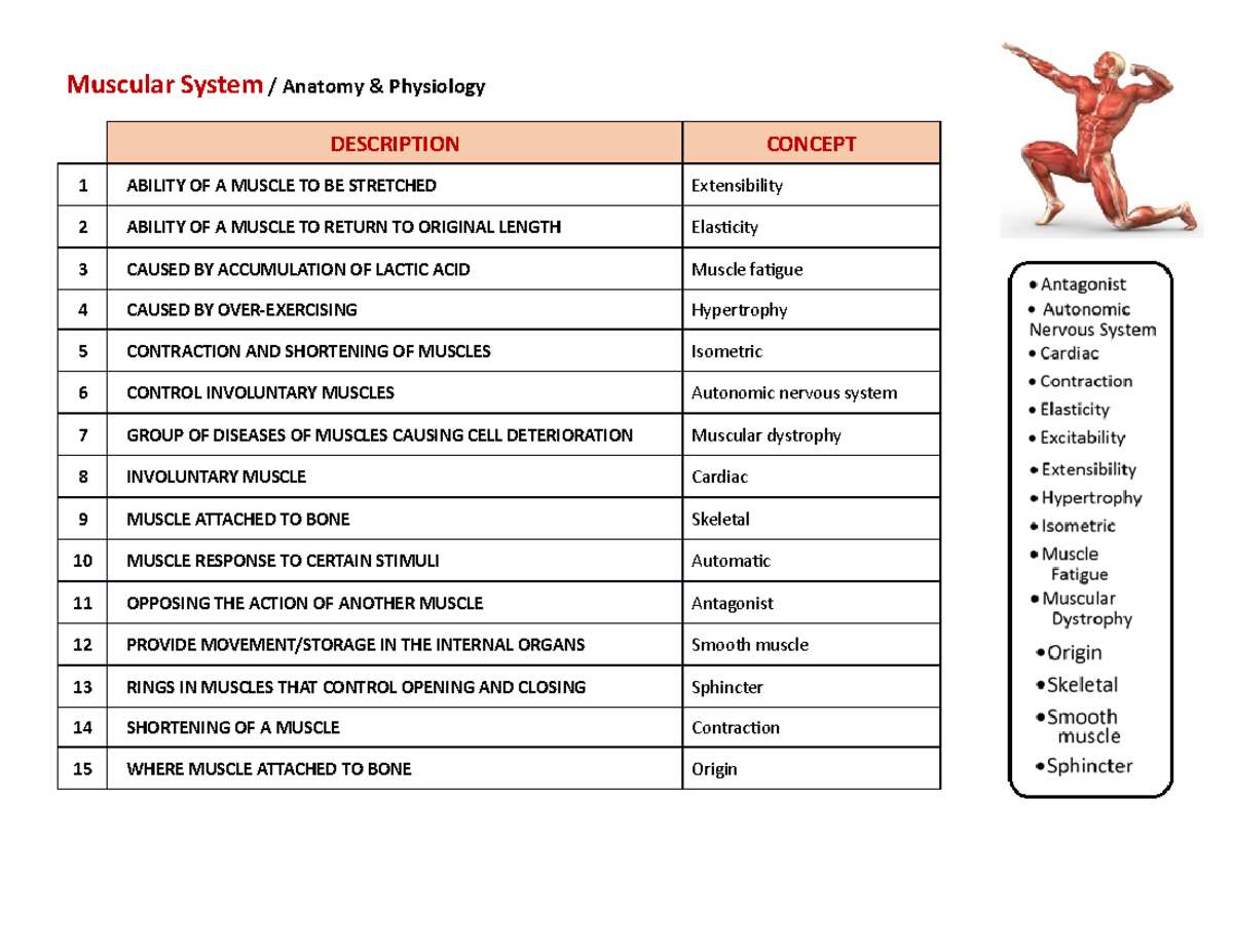13.- The Muscular System Handout 2021 - Muscular System / Anatomy ...