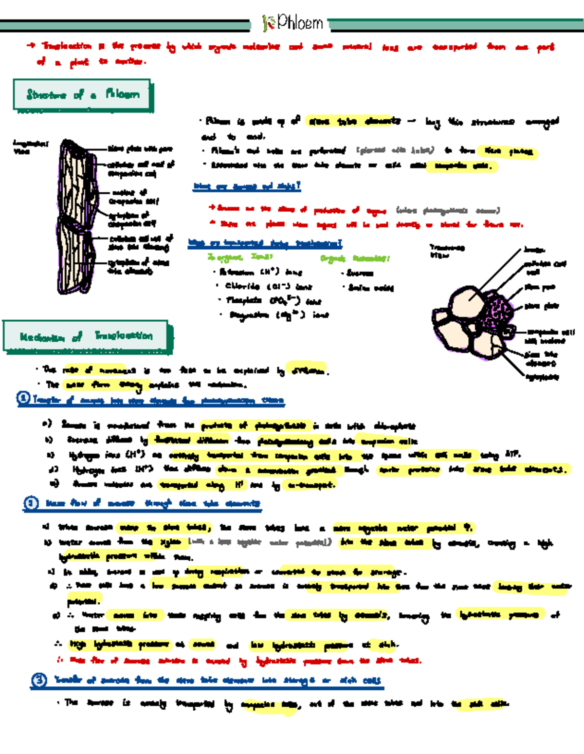 Phloem Notes - 🎋 Phloem → Translocation is the process by which organic ...