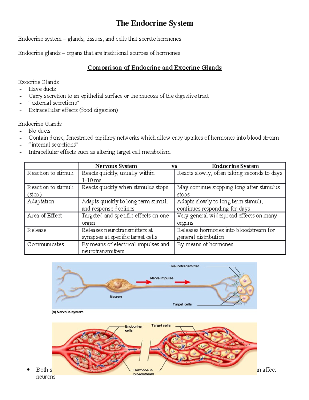 A P Ch 17 The Endocrine System The Endocrine System Endocrine System Glands Tissues And Cells Studocu