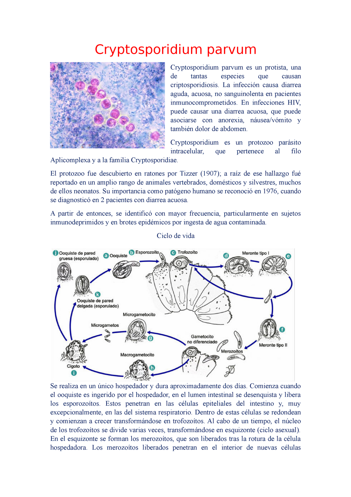 ciclo de vida del criptosporidio