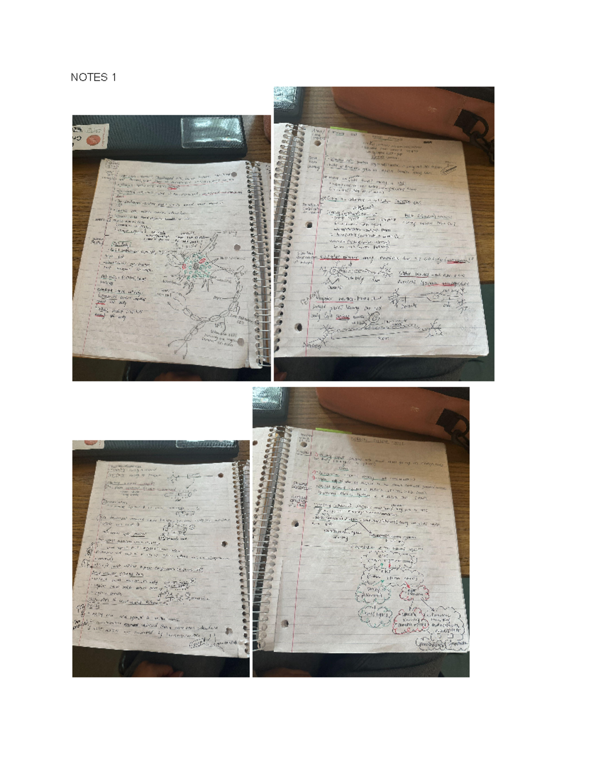 Nervous system note 1-3 - BI 233 - NOTES NOTES - Studocu