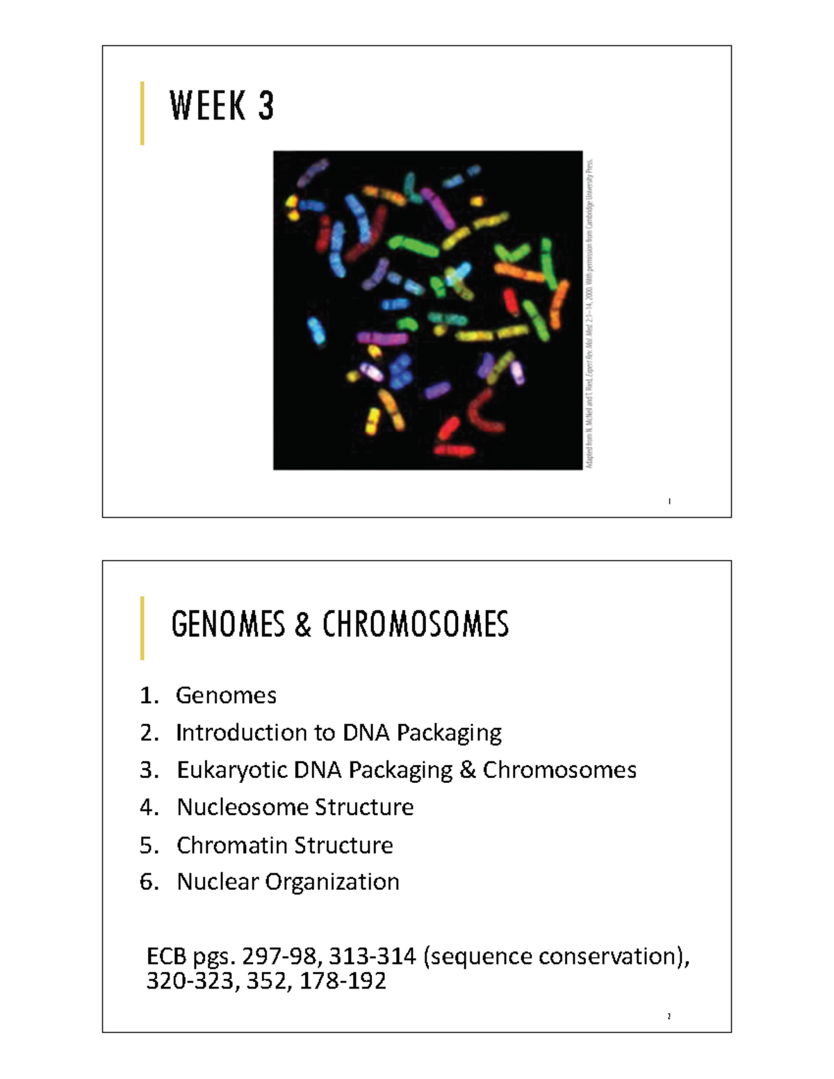 S1W3 2pp - Bio130 Section 1 Week 3 Notes - WEEK 3 1 GENOMES ...