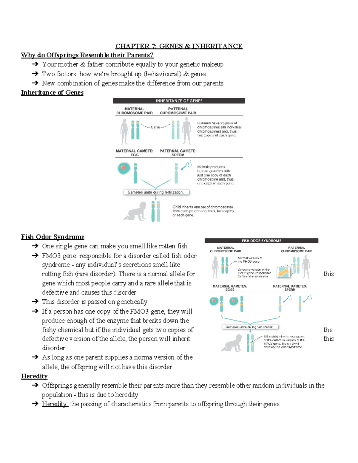 Chapter 7 Genes & Inheritance - CHAPTER 7: GENES & INHERITANCE Why do ...