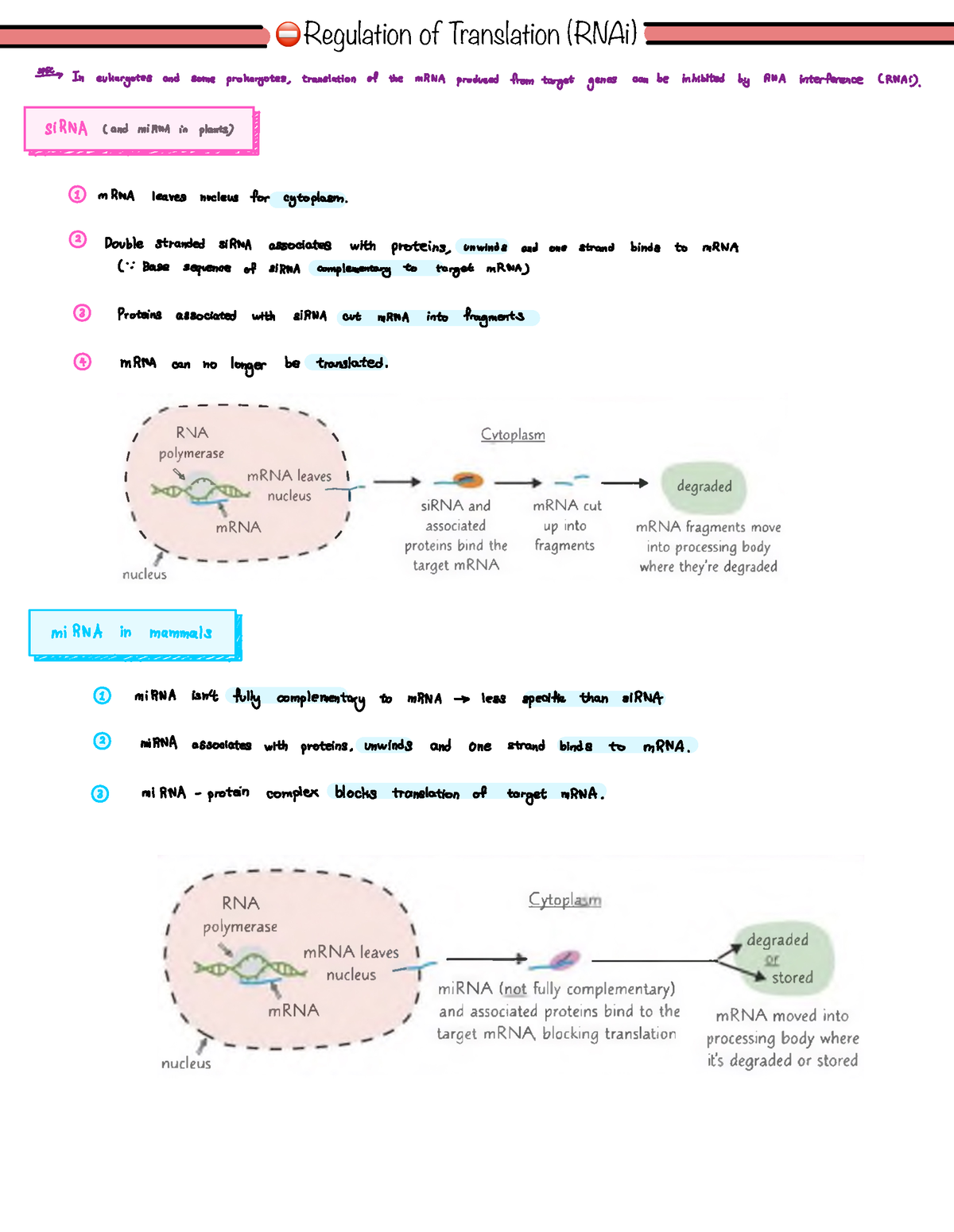 Regulation Of Translation Notes - ⛔ Regulation Of Translation (RNAi) ¥ ...