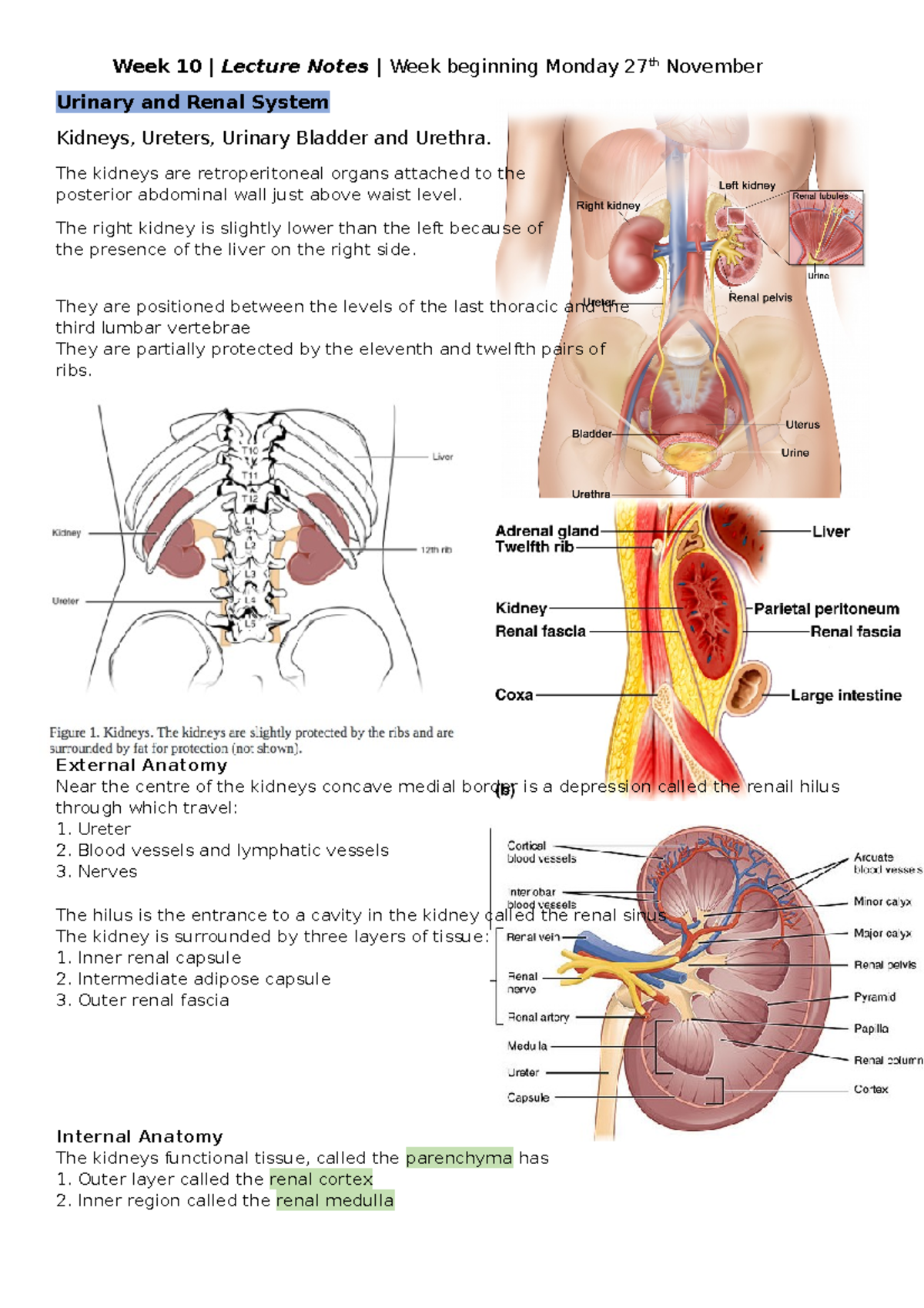 Urinary and Renal System - Week 10 | Lecture Notes | Week beginning ...