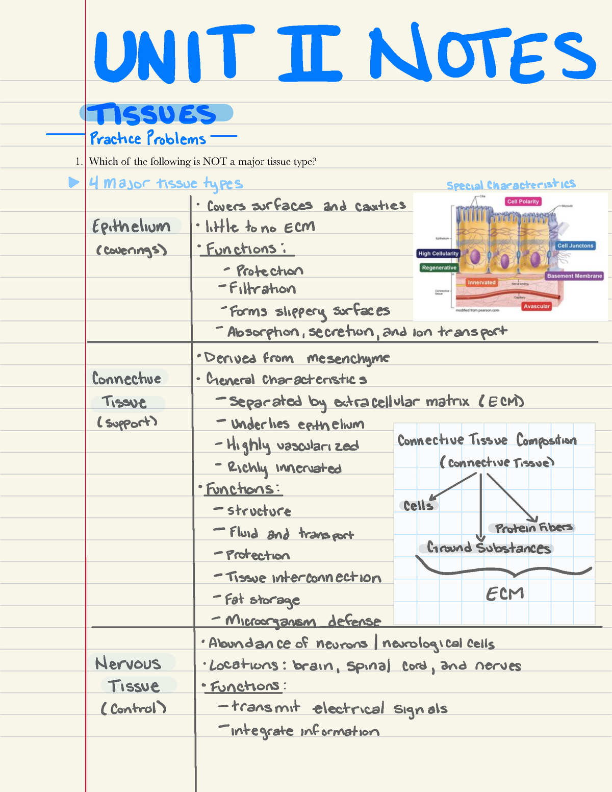 Anatomy And Physiology Unit 2 Notes - Which Of The Following Is NOT A ...