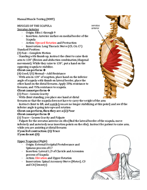 Jpg2pdf (28) - Notes concerning brain anatomy - OTHR 5008 - Studocu