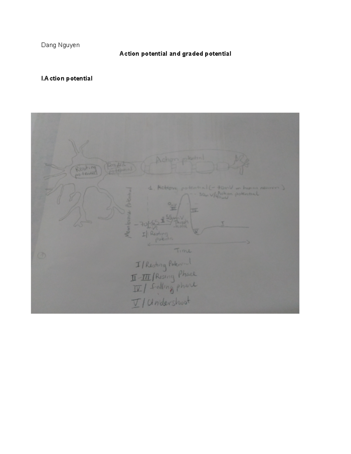 Hw10 - Answer key - BIOL 3455 - Dang Nguyen Action potential and graded ...