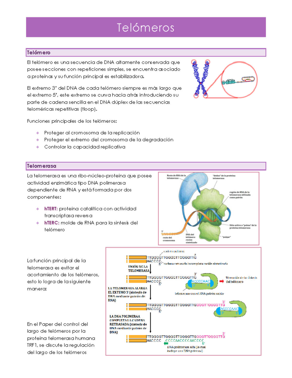 4. Telómeros - Telómeros Telómero El telómero es una secuencia de DNA ...